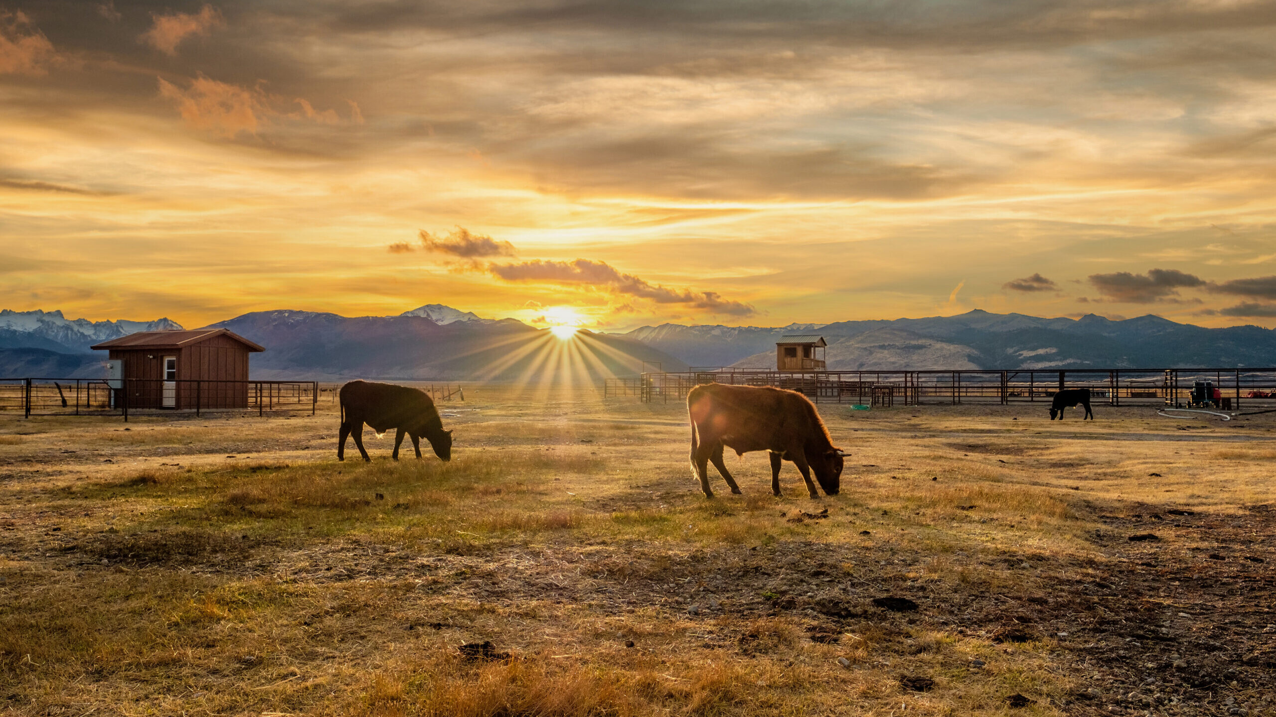 Cattle grazing on a ranch at sunset, illustrating livestock investing in a Self-Directed IRA