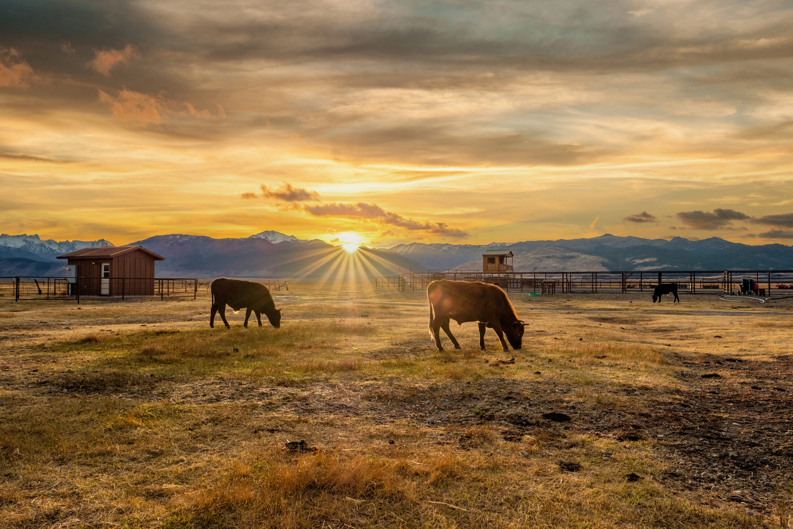 Cattle grazing on a ranch at sunset, illustrating livestock investing in a Self-Directed IRA